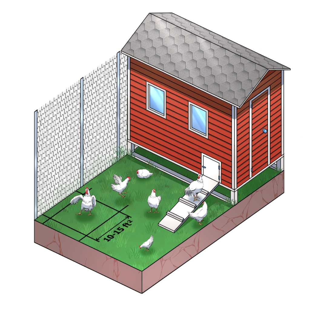 chicken run area size recommendation