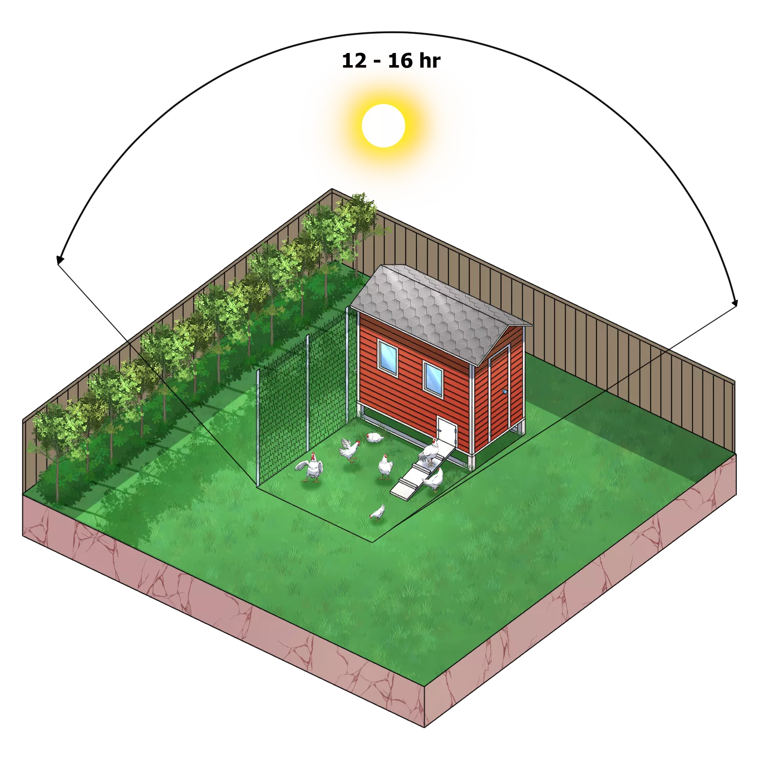 chicken coop placement for maximum daylight